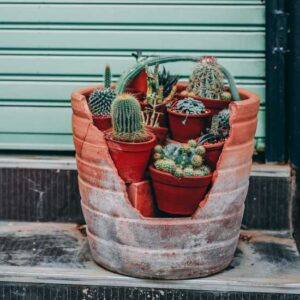 How to Water and Feed Your Cactus Image